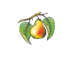 pear woodcut
